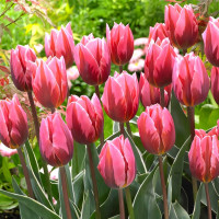 Луковицы Тюльпан Триумф Принцесса Ирен Роза (в упаковке - 3шт.)