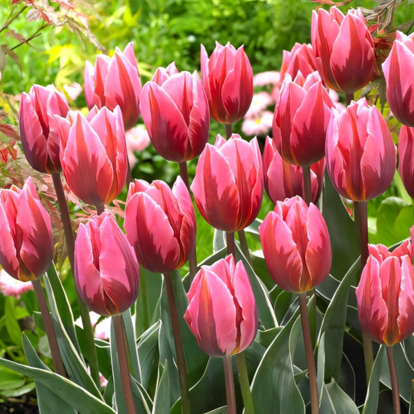 Луковицы Тюльпан Триумф Принцесса Ирен Роза (в упаковке - 3шт.)