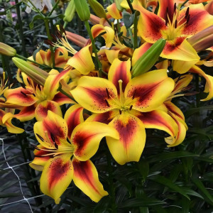  Лилия АОА гибрид Viva la Vida (Вива ла Вида)