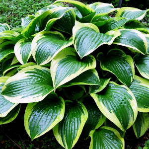 Саженцы Хоста Queen Josephine (Квин Жозефин) М