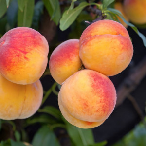 Саженцы Персик Эльберта