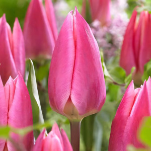 Тюльпан Триумф Пинк Сюрпрайз (в упаковке - 3шт.)