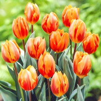 Луковицы Тюльпан Принцесса Ирен (в упаковке - 3шт.)