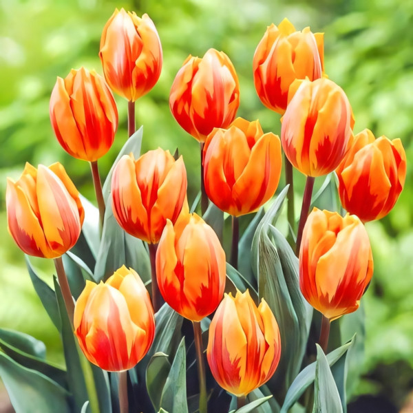 Луковицы Тюльпан Принцесса Ирен (в упаковке - 3шт.)