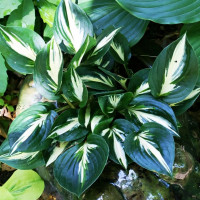 Саженцы Хоста Americana (Американа) М