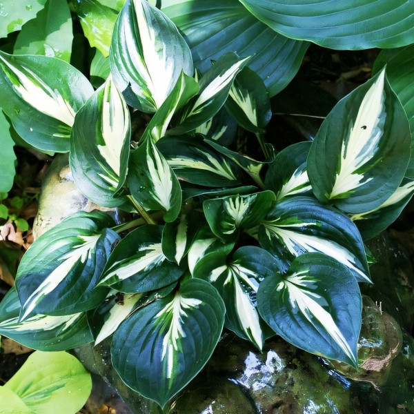 Саженцы Хоста Americana (Американа) М