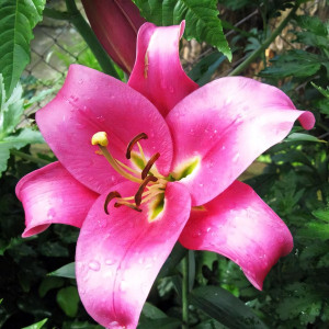  Лилия ОТ гибрид Fujian (Фудзиан)