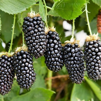 Саженцы Ежевика Карака Блэк