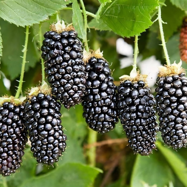 Саженцы Ежевика Карака Блэк