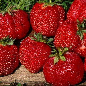 Клубника  Вима Тарда  (упаковка 5 шт.)