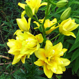  Лилия азиатская Fata Morgana (Фата Моргана)