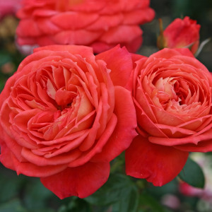 Саженцы Роза флорибунда Квин оф Хартс