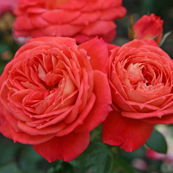 Саженцы Роза флорибунда Квин оф Хартс