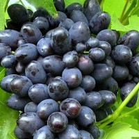 Саженцы Виноград Макси черный