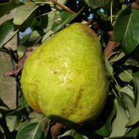 Саженцы Груша Ноябрьская