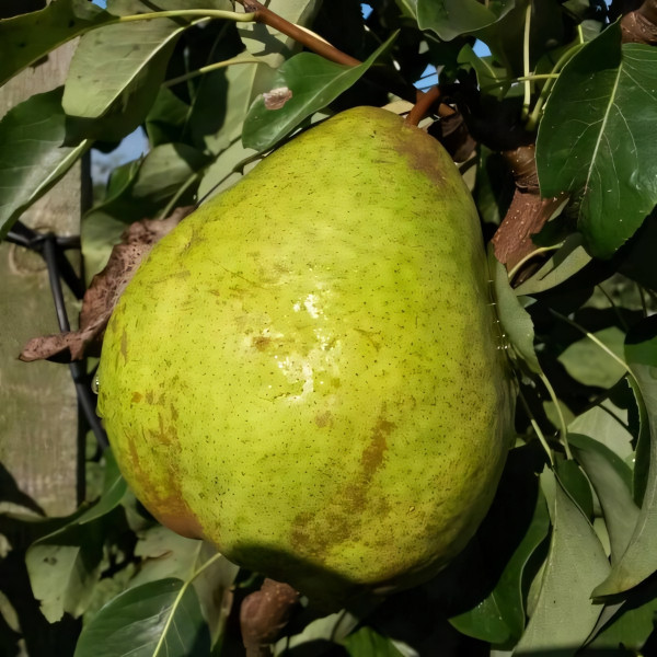 Саженцы Груша Ноябрьская