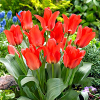 Луковицы Тюльпан Грейга Ориентал Бьюти (в упаковке - 3шт.)