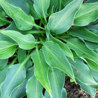 Саженцы Хоста Blue Arrow (Блу Эрроу) М
