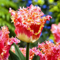 Луковицы Тюльпан бахромчатый Джойнт Дивижн (в упаковке - 3шт.)