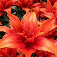 Луковицы  Лилия азиатская Crazy Twin (Крейзи Твин) (3шт.)