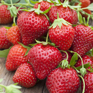 Клубника ремонтантная (крупноплодная) Мара Де Буа 5 шт. в упаковке