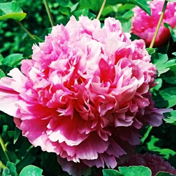 Саженцы Пион Розовое Серебро и Золотая Рыбка