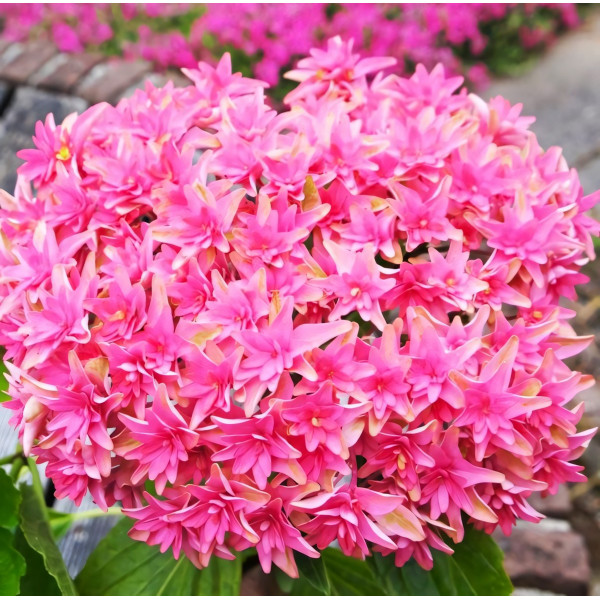 Саженец Гортензия крупнолистная Princess Diana (Принцесса Диана)