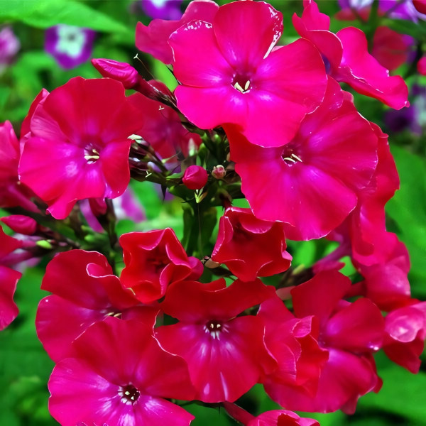 Саженцы Флокс Мария Федоровна