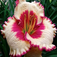 Саженцы Лилейник Ageless Beayty (Эйджлес Бьюти)