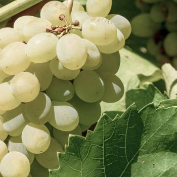 Саженцы Виноград Аркадия