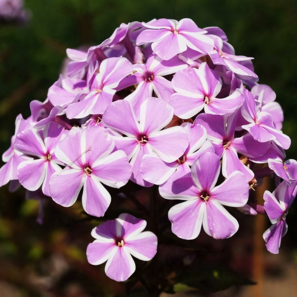 Саженцы Флокс All in One (Ол ин Ван)