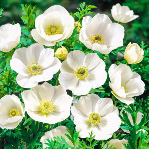 Анемона Зе Брайд