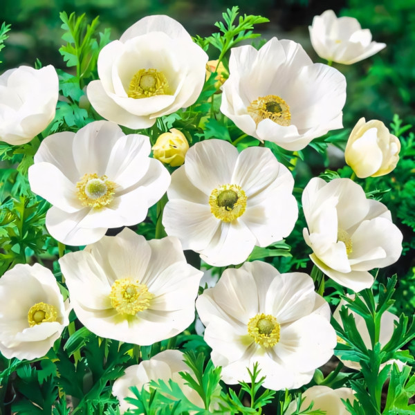 Саженец Анемона Зе Брайд