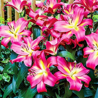 Луковицы Саженцы Лилия ОТ гибрид Empoli (Эмполи) (3шт.)