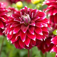 Саженцы Георгина Red Rock