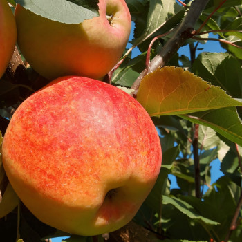 Саженцы Яблоня Чемпион Рено