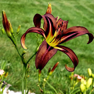 Саженцы Лилейник Black Arrowhead (Блэк Эраухед)