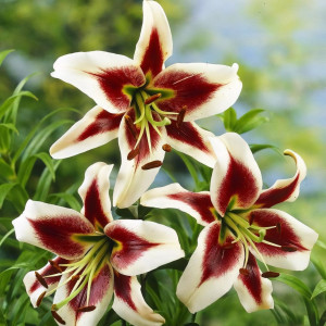  Лилия ОТ гибрид Beverly Dream (Беверли Дрим)