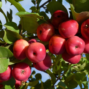 Саженцы Яблоня Звездочка