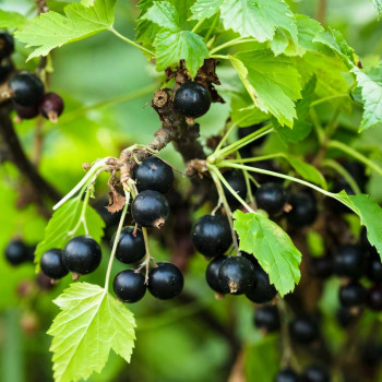 Саженцы Смородина черная Селеченская