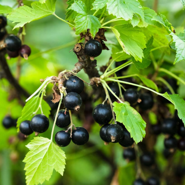 Саженцы Смородина черная Селеченская