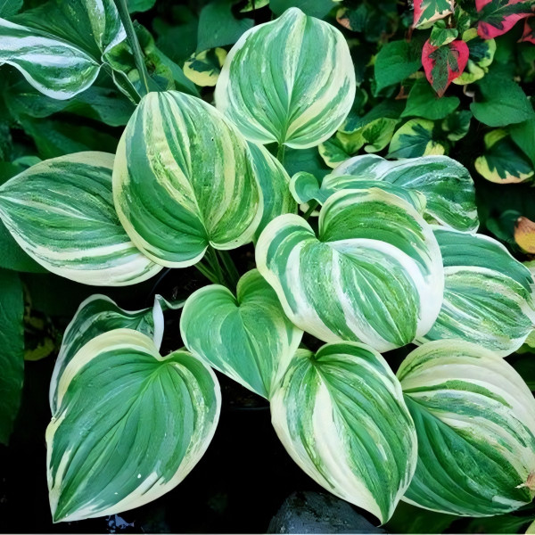 Саженцы Хоста Sweet and Sour (Свит энд Соур) М