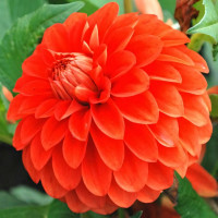 Саженцы Георгина Happy Halloween