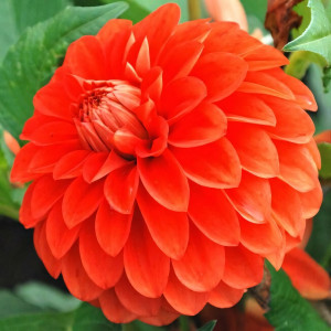 Саженцы Георгина Happy Halloween