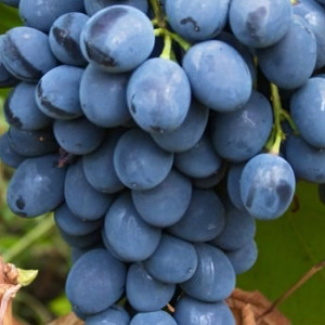 Саженцы Виноград Молдова