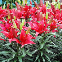 Луковицы  Лилия азиатская Tini Ghost (Тайни Гост) (3шт.)