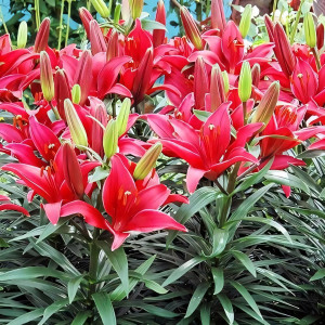  Лилия азиатская Tini Ghost (Тайни Гост)