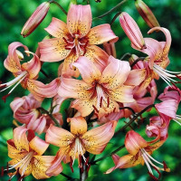 Луковицы  Лилия Salmon Flavour (Салмон Флейвоур) (3шт.)