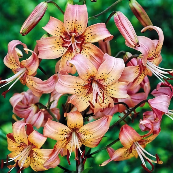 Луковицы  Лилия Salmon Flavour (Салмон Флейвоур) (3шт.)