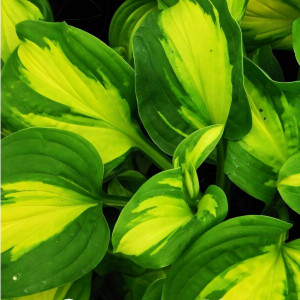 Саженцы Хоста Emerald Charger (Эмеральд Чарджер) М